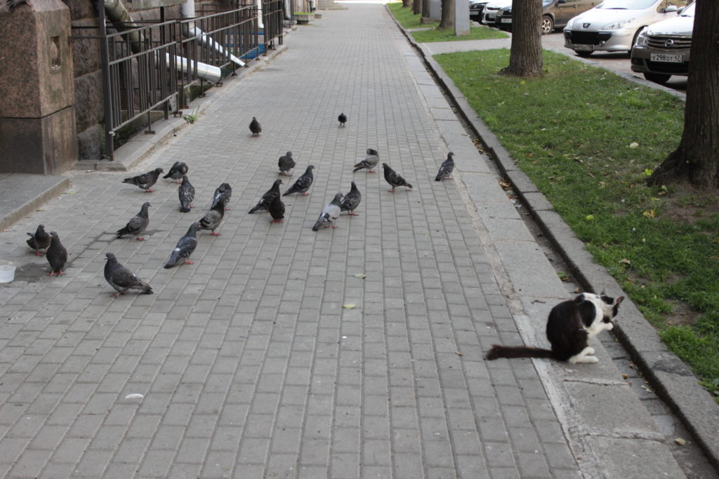 Выборгский котик и голуби.